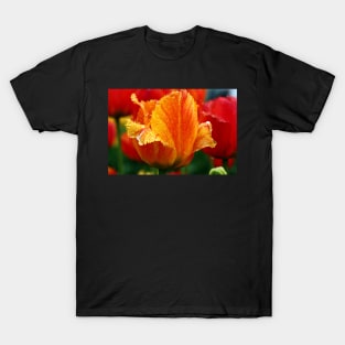 An Orange Tulip T-Shirt